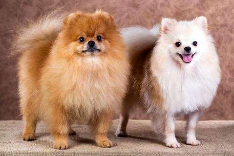 英系专美犬价钱终归是怎样定的？