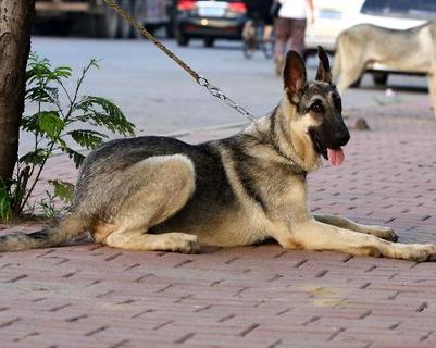 狼青犬几钱一只？佳养吗？