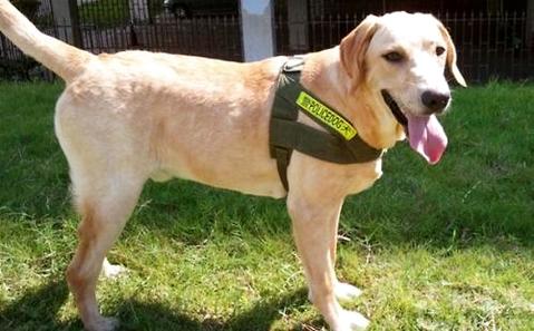 拉布拉多寻回犬价格大概是多少？哪些因素影响其价格？(图2)