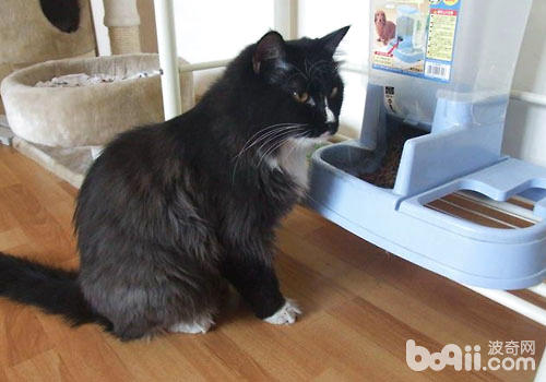 和猫咪同用餐具?你承诺，猫承诺吗？