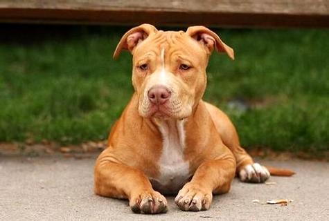 买了只比特怎样训练？四种方法让你的比特犬威猛强壮！(图1)