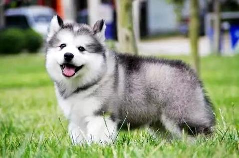 阿拉斯加幼犬的价格是几？佳养吗？ 