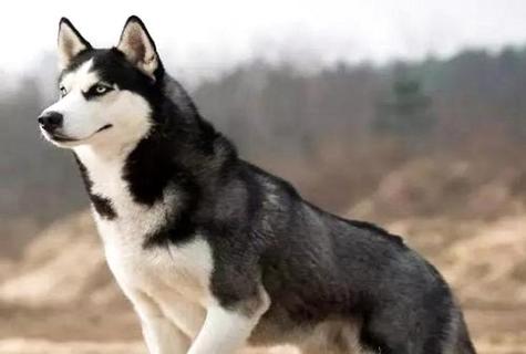 阿拉斯加犬和哈士奇的辨别大吗？ 