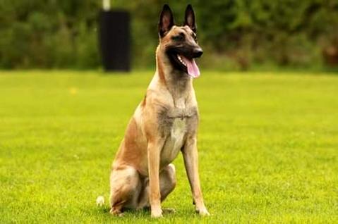 一窝马犬怎么挑选好的？这样的方法非常有效(图2)