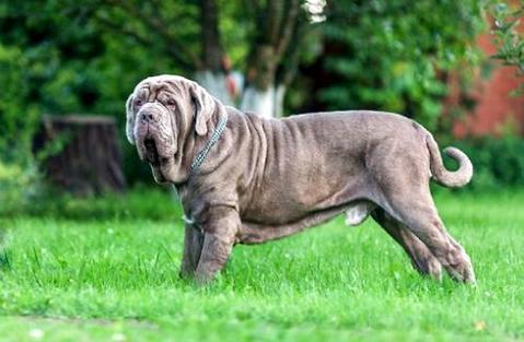 意大利纽波利顿犬几钱一只？佳养吗？ 