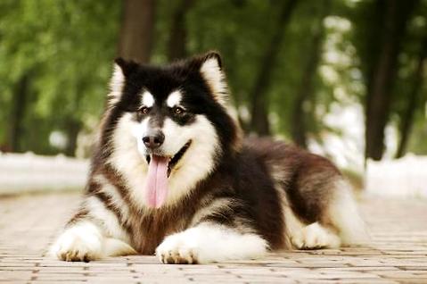 阿拉斯加犬与哈士奇有什么没有普遍的场合？