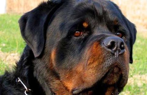 你了解罗威纳犬幼犬价钱吗？ 