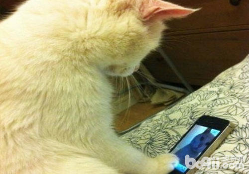猫咪是精英仍旧弱智？