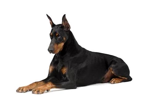 小杜宾犬多少钱一只？决定价格的因素有哪几个？(图1)