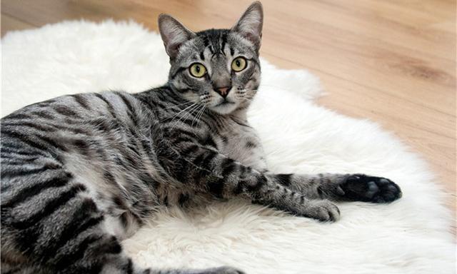 猫咪有洁癖，猫窝必定要干洁哦！