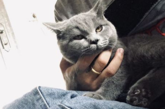 颗粒搞猫粮怎样自治，自治颗粒猫粮简略方式