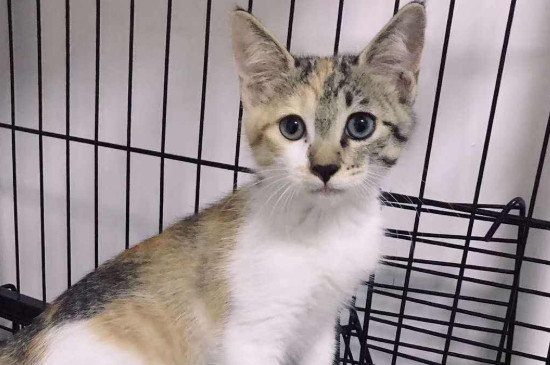 小猫没有吃猫粮怎样办