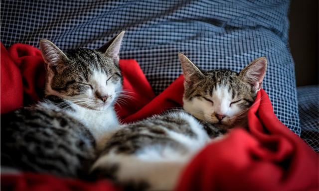 猫咪有洁癖，猫窝必定要干洁哦！