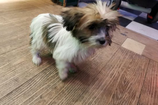 部分狗粮创造历程，自治犬粮配方及教程