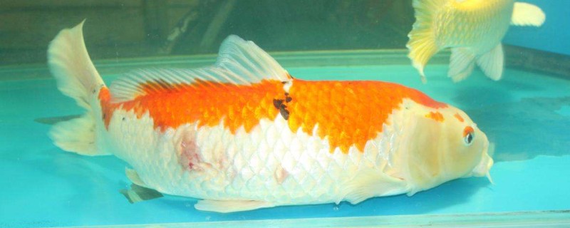 锦鲤侧翻躺底怎样救