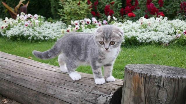 猫咪有洁癖，猫窝必定要干洁哦！