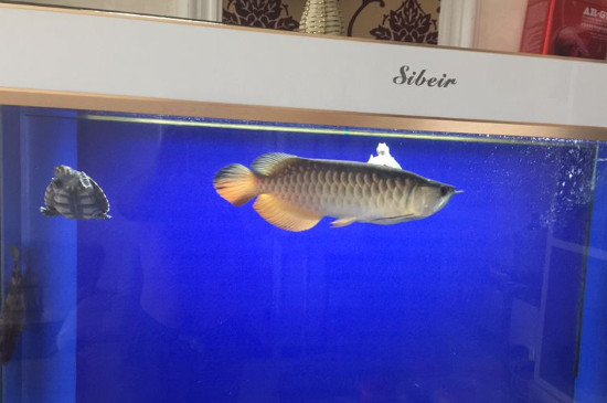 鱼缸卵白虫怎样扫除，赶快取消卵白虫的方式
