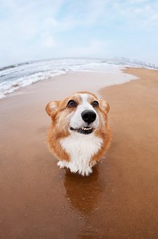 阿拉斯加雪橇犬吃人吃的肉类不妨吗？煮过的