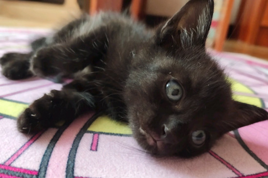 猫没有能喝牛奶的缘故
