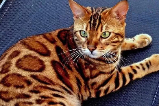 豹猫不吃猫粮怎样办，豹猫挑食的处理方式