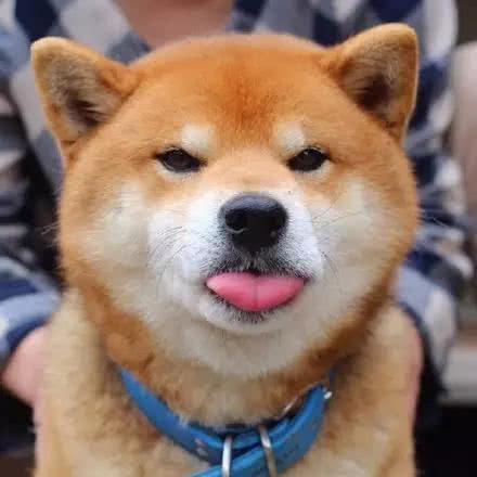 柴犬的这些缺陷，假如你不行接收的话，最佳仍旧别养！