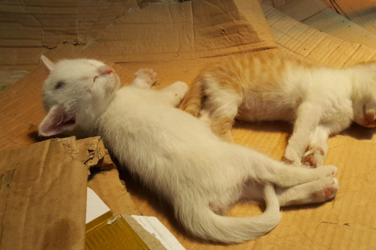 奶猫怎样养，奶猫的豢养方式