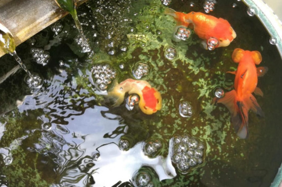 金鱼缺氧的展现，处理金鱼缺氧的方式