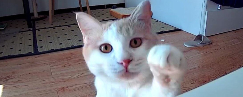 猫在家里找不到了怎样办，诱导猫咪出来的方式
