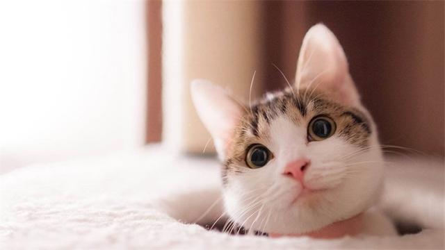 猫咪有洁癖，猫窝必定要干洁哦！