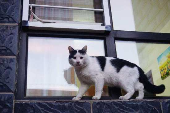 成年猫成天吃几猫粮