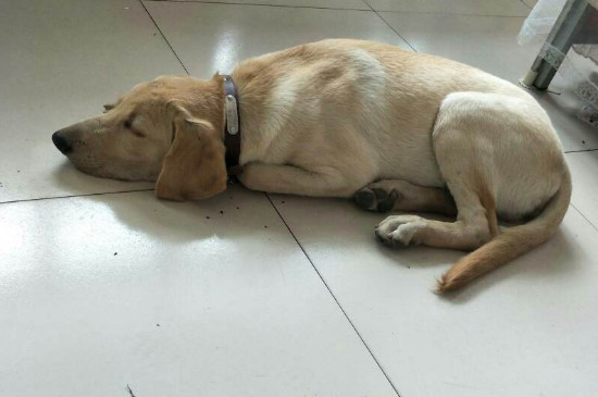 狗狗肚子响然而是没拉稀，慢解狗狗肠鸣的方式
