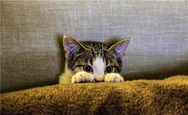 猫咪有洁癖，猫窝必定要干洁哦！