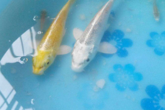 鱼怎样分公母，分别鱼牝牡的方式