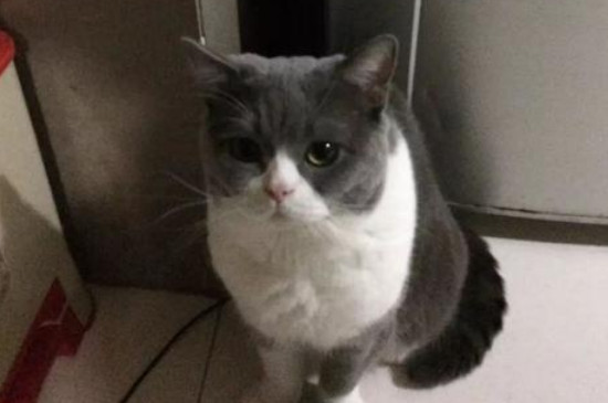 黄昏要没有要搁猫粮，猫夜半须要用饭吗