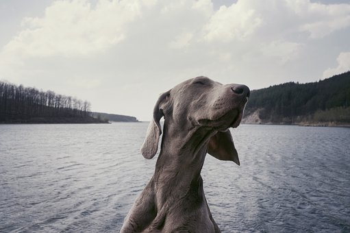 阿拉斯加犬怕冷么？