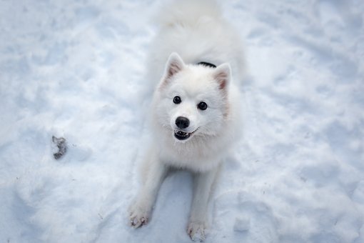 阿拉斯加雪橇犬喂米饭它能吃吗？