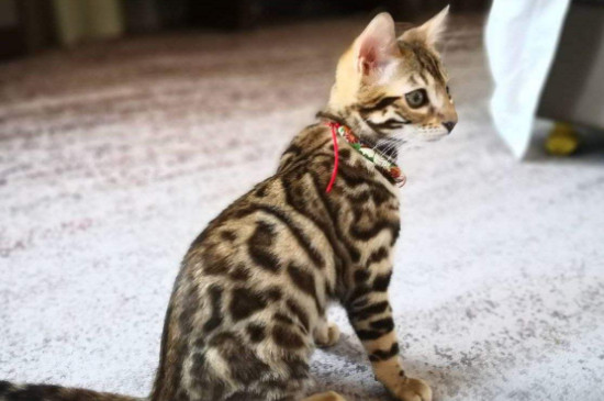 豹猫不吃猫粮怎样办，豹猫挑食的处理方式