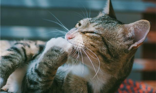 猫咪有洁癖，猫窝必定要干洁哦！