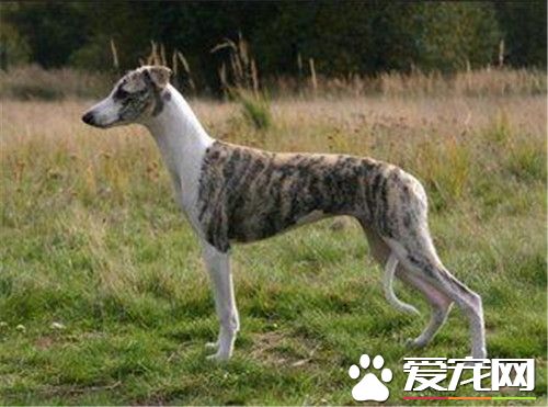 熟习惠比特犬 惠比特犬力气熟习要负沉抗阻力熟习