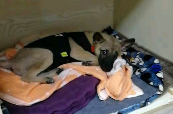 部分狗粮创造历程，自治犬粮配方及教程