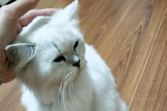 颗粒搞猫粮怎样自治，自治颗粒猫粮简略方式