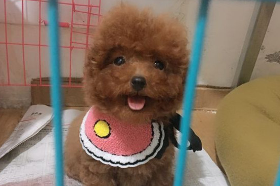 部分狗粮创造历程，自治犬粮配方及教程