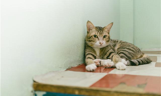 猫咪有洁癖，猫窝必定要干洁哦！