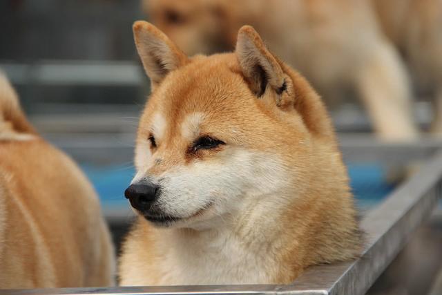 柴犬的这些缺陷，假如你不行接收的话，最佳仍旧别养！