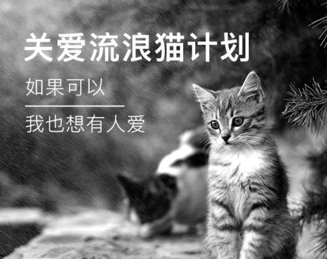 因为讨吃举措心爱到无法中断，这只猫末尾吃成25磅的肥纸……