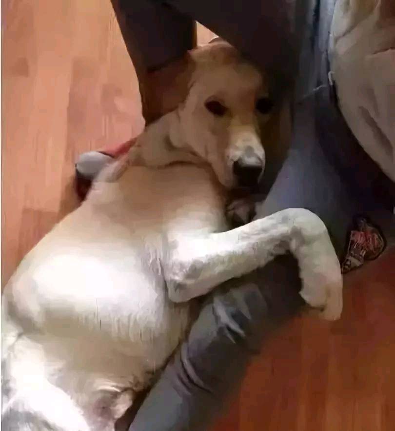你了解你的狗子为了出去玩 有多拼吗？