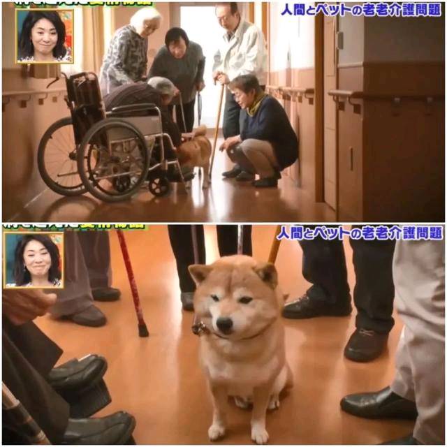 狗狗和主人都换上了暮年呆板 多年后的沉逢 还会认识相互吗？