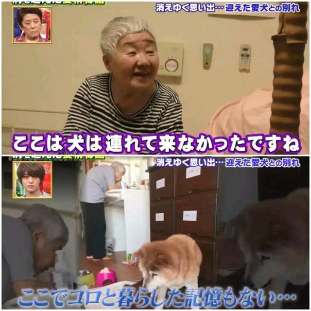 狗狗和主人都换上了暮年呆板 多年后的沉逢 还会认识相互吗？