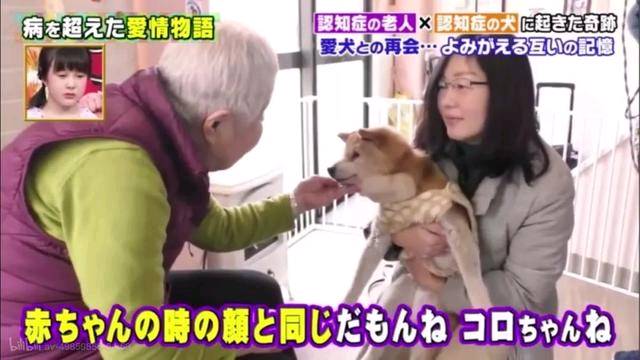 狗狗和主人都换上了暮年呆板 多年后的沉逢 还会认识相互吗？