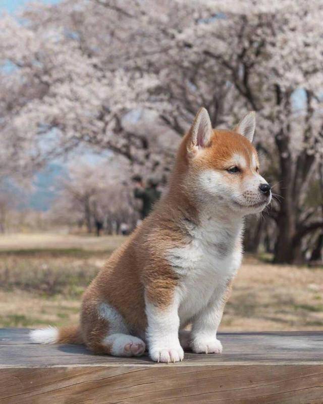 除了贵 柴犬还有这5大缺点 瞅完你还想养吗？